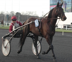 Ready Cash och hans söner är den största orsaken till att många svenska ston inte finns med i betäckningstatistiken. Foto; A.Lindblom/Travkompaniet